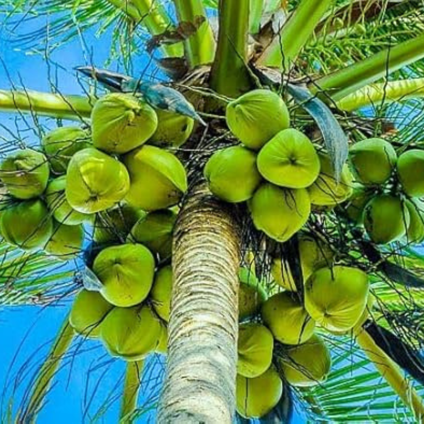 Nadan Coconut Tree Plant