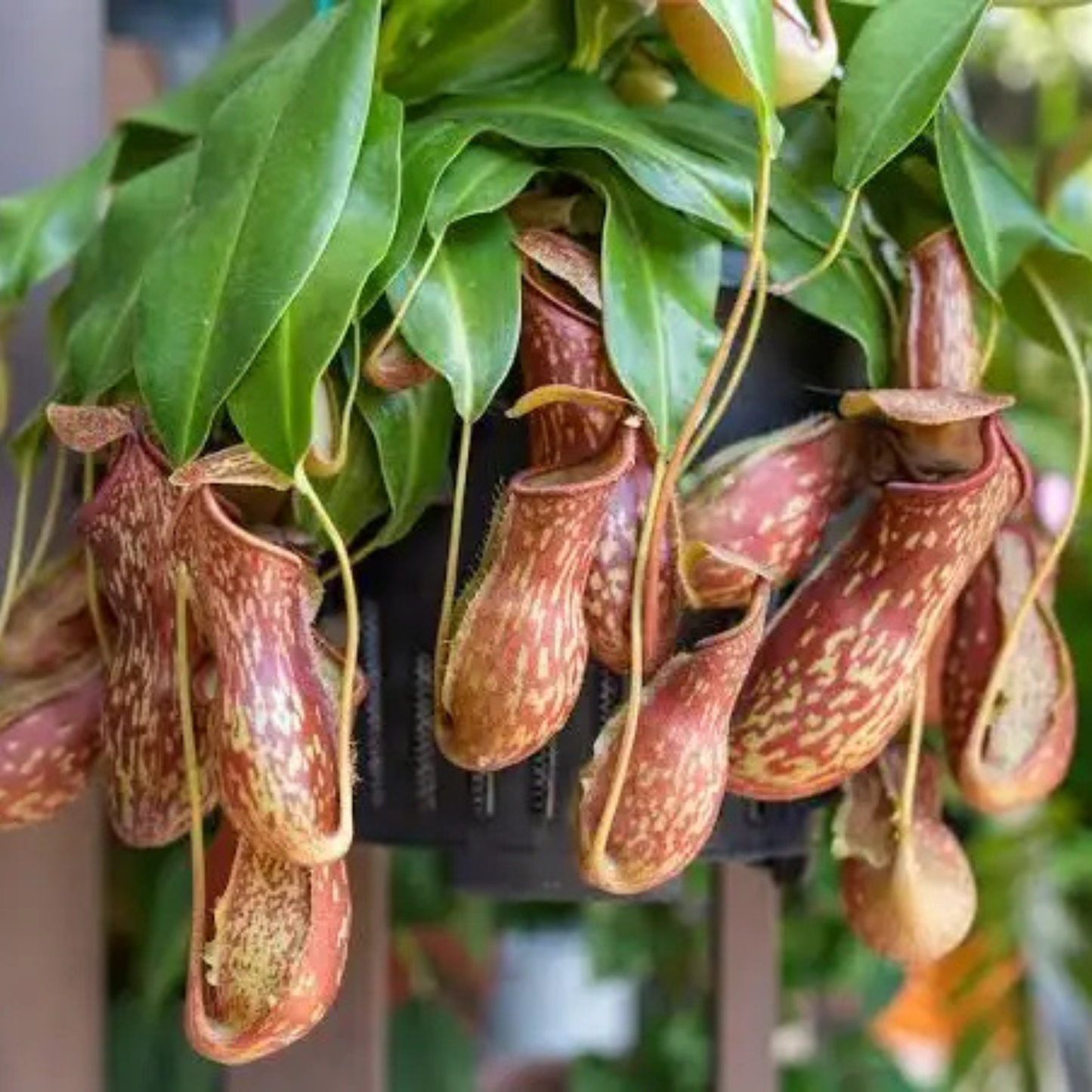 Nepenthes (Nepenthes spp) Carnivorous Pitcher Rare Exotic Live Plant