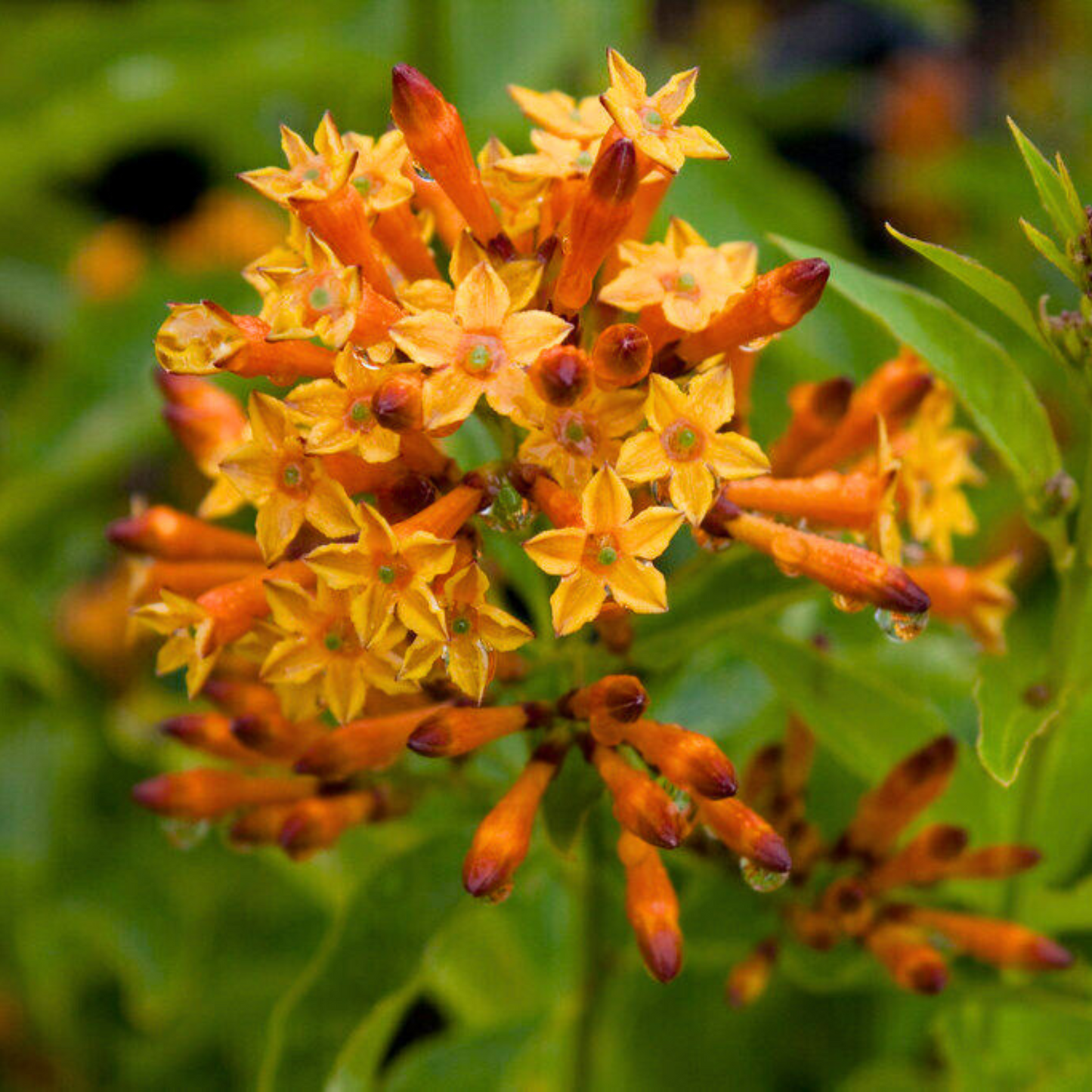 Night Blooming Jasmine Orange (Cestrum aurantiacum) Rare Flowering Live Plant