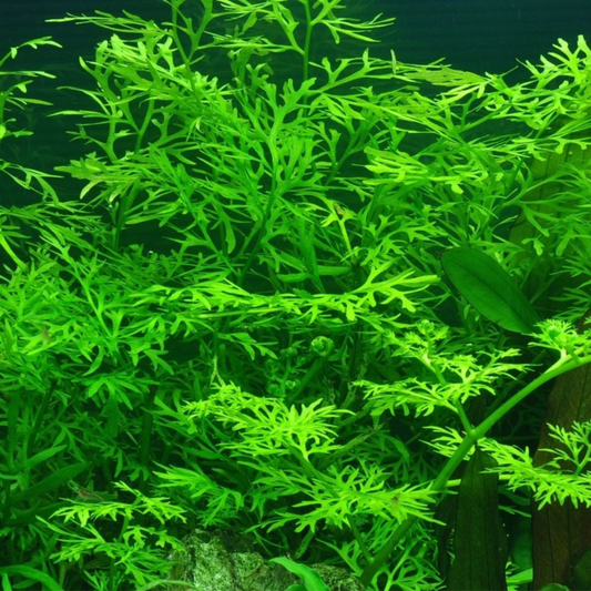 Oak Fern (Ceratopteris Sp. China) Aquarium Live Plant