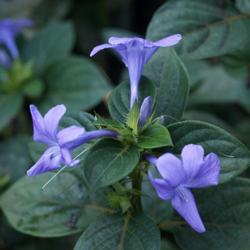 spatika flower seeds December Flower (Spatika)