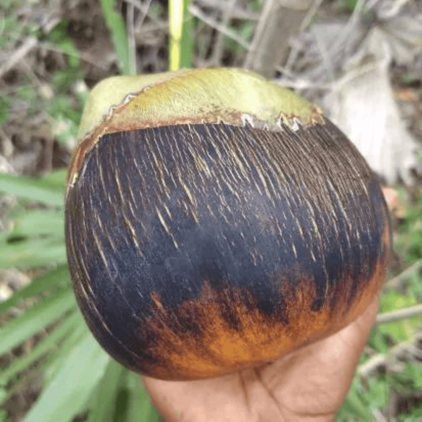 Palmyra Palm (Borassus flabellifer) Live Plant