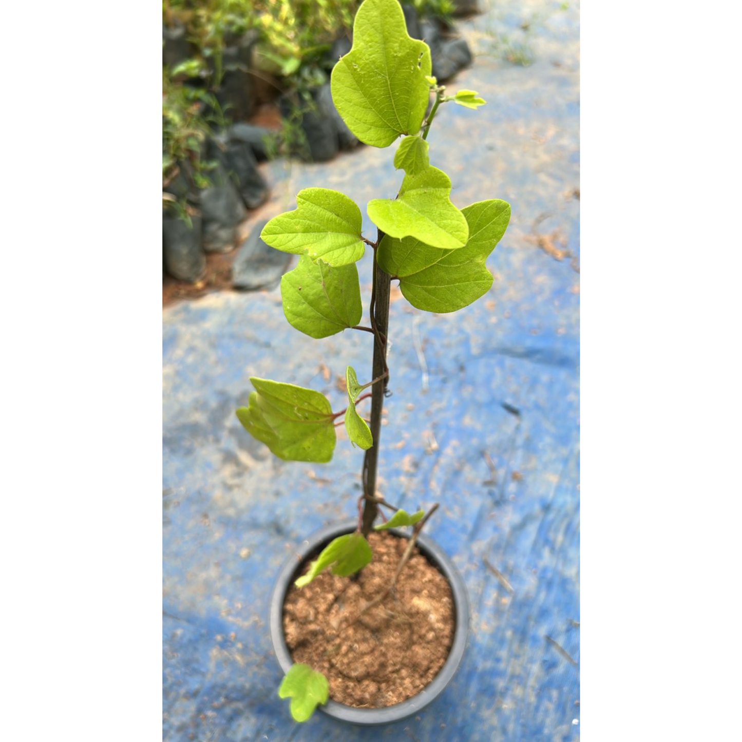 Passiflora holosericea (Krishna Kamal) Yellow Flowering Live Plant