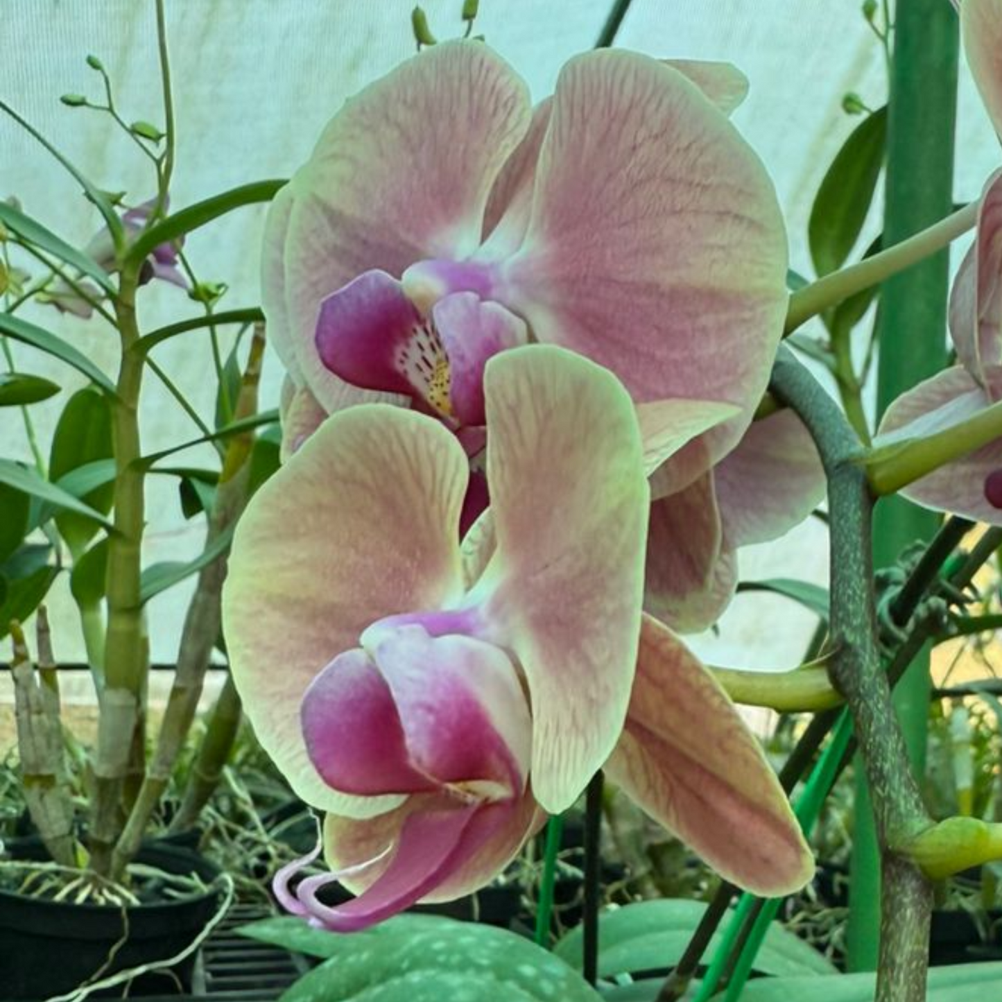 Pastel Pink Phalaenopsis Orchid – Elegant Moth Orchid