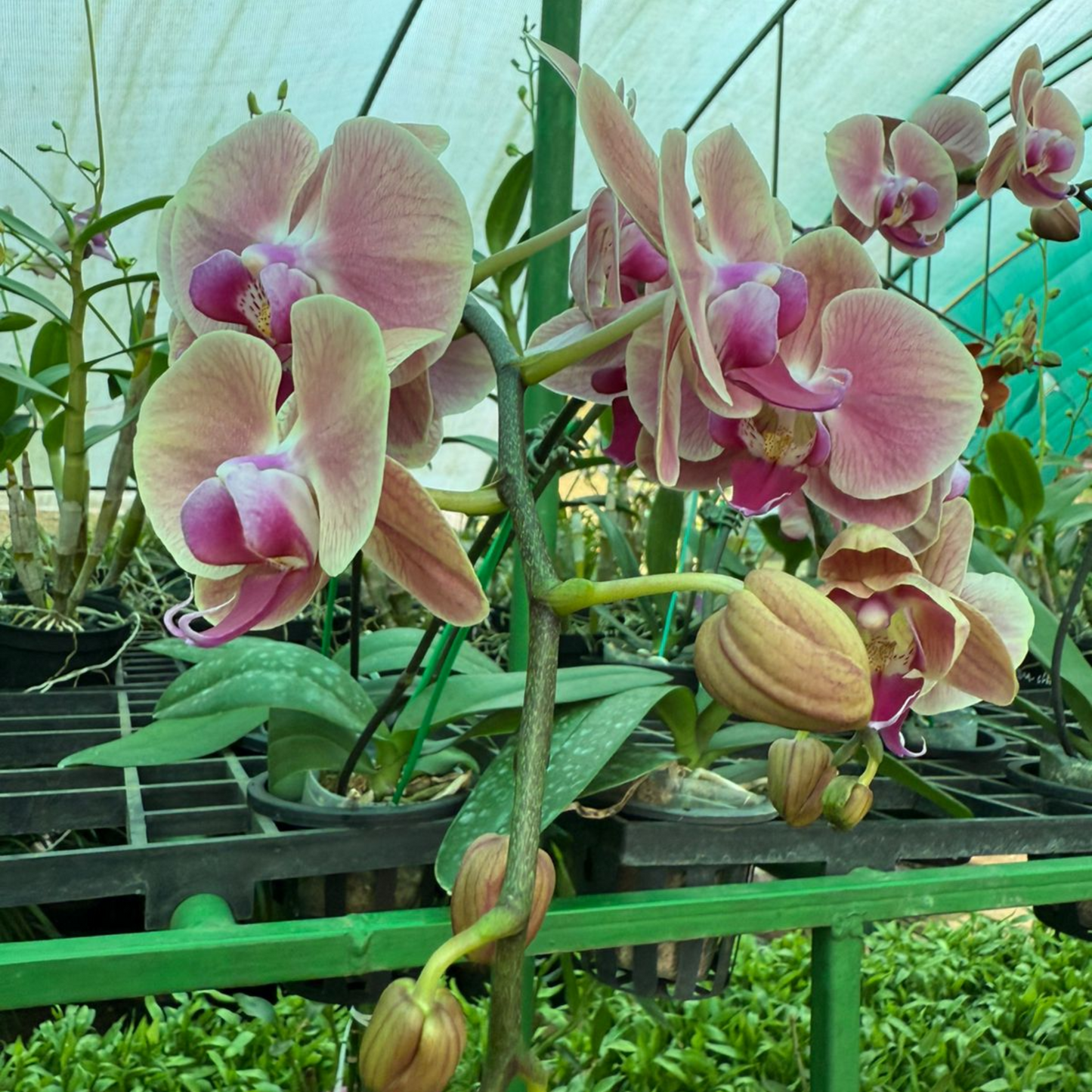 Pastel Pink Phalaenopsis Orchid – Elegant Moth Orchid