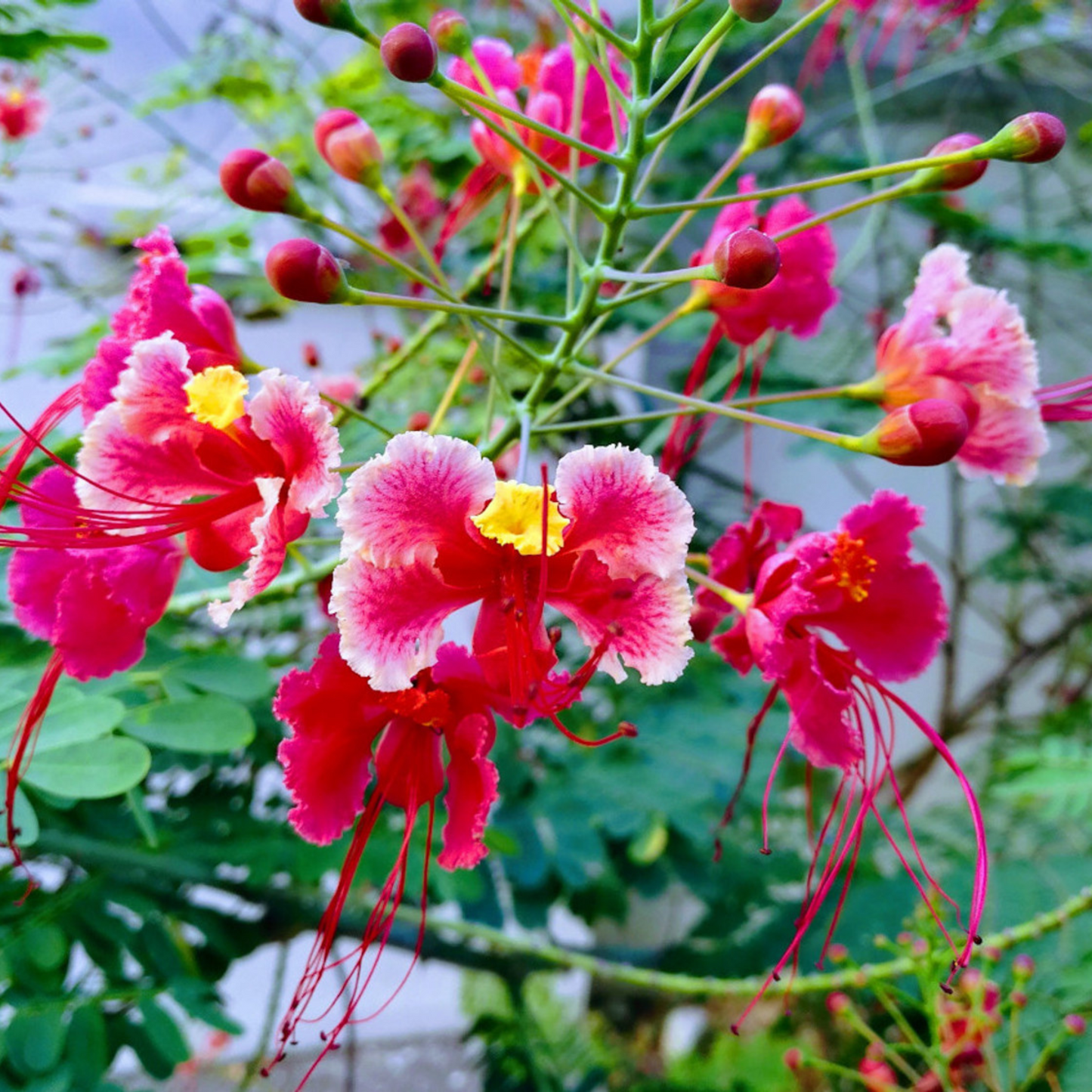 Peacock Flower / Rajamalli Pink (Caesalpinia pulcherrima) Flowering Live Plant