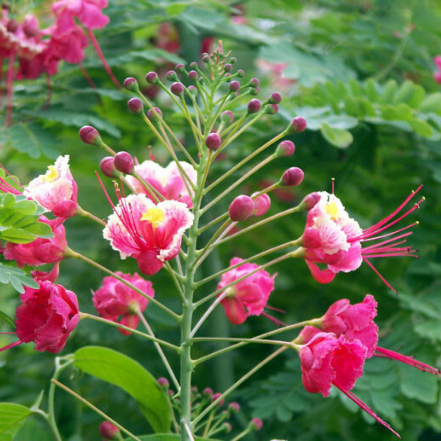 Peacock Flower / Rajamalli Pink (Caesalpinia pulcherrima) Flowering Live Plant