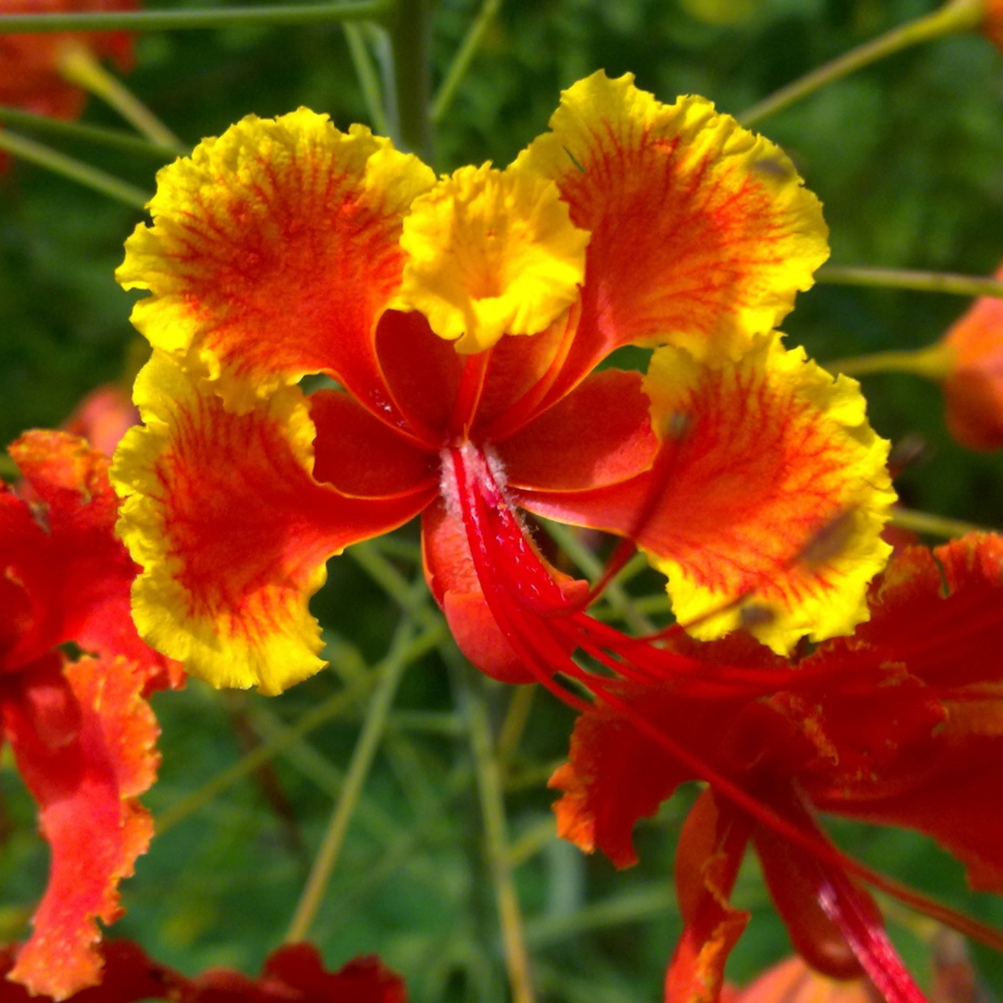 Peacock Flower / Rajamalli Red (Caesalpinia pulcherrima) Flowering Live Plant