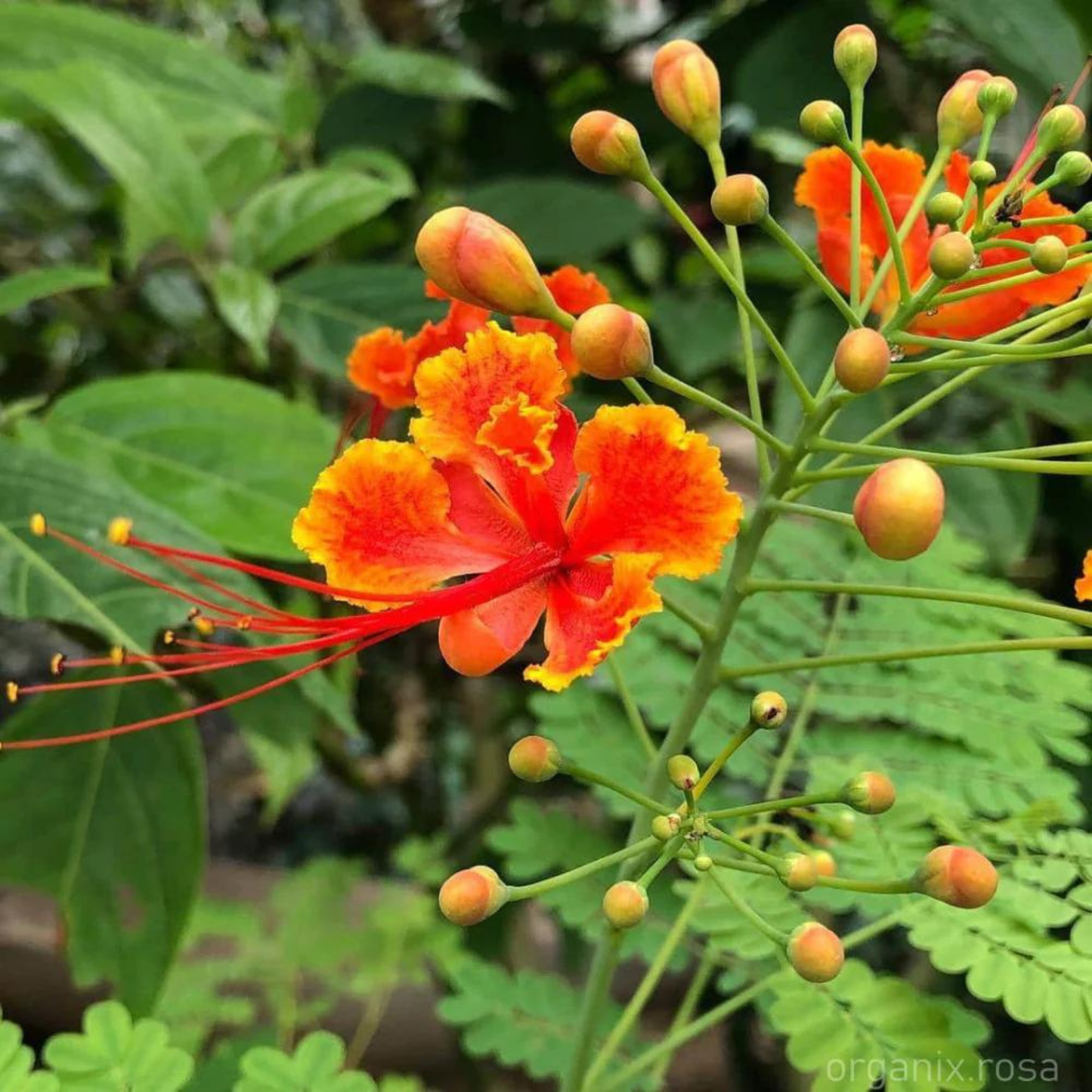 Peacock Flower / Rajamalli Red (Caesalpinia pulcherrima) Flowering Live Plant