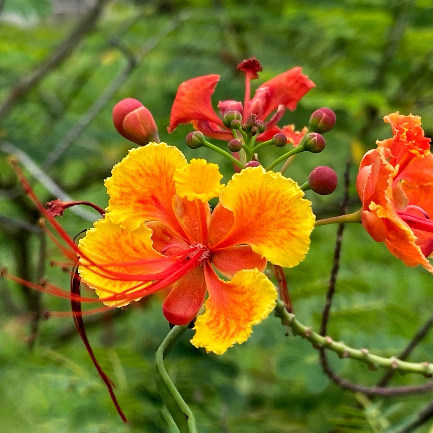 Peacock Flower / Rajamalli Red (Caesalpinia pulcherrima) Flowering Live Plant