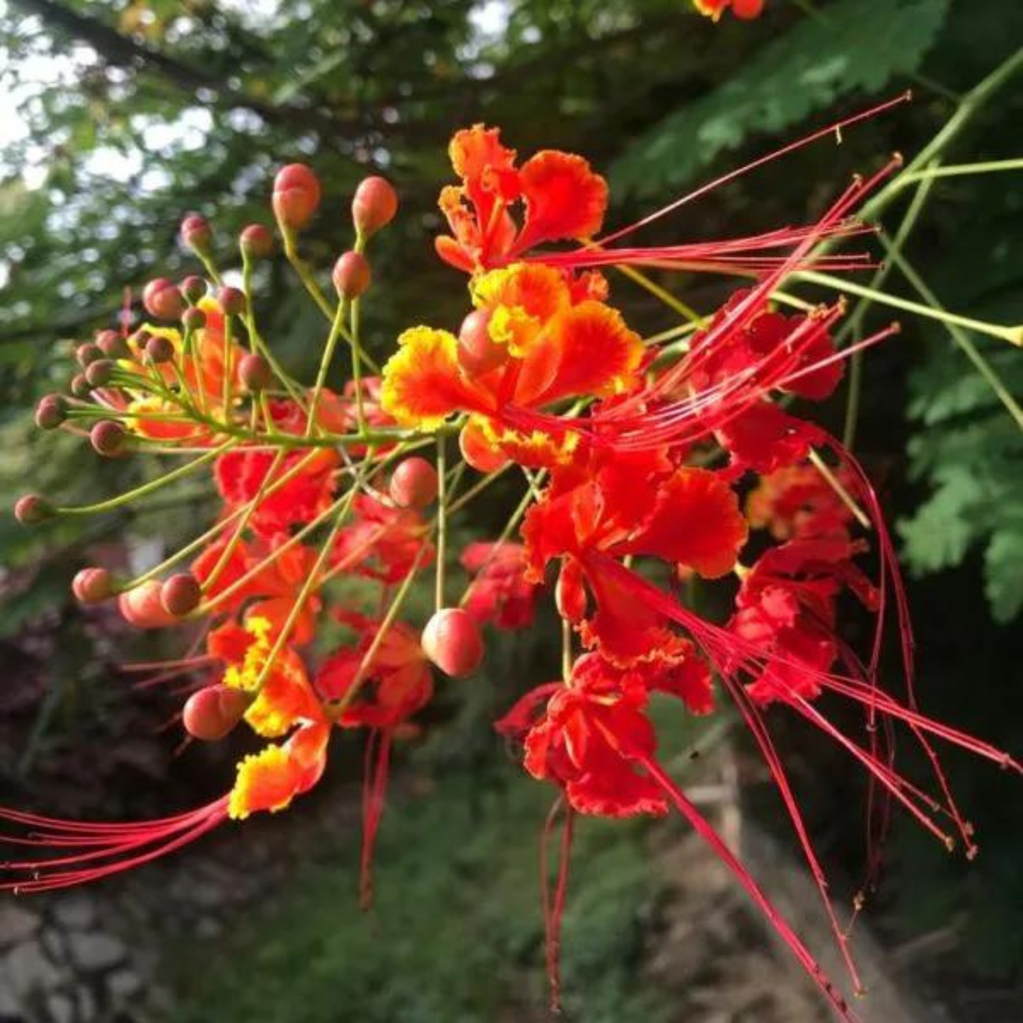 Peacock Flower / Rajamalli Red (Caesalpinia pulcherrima) Flowering Live Plant