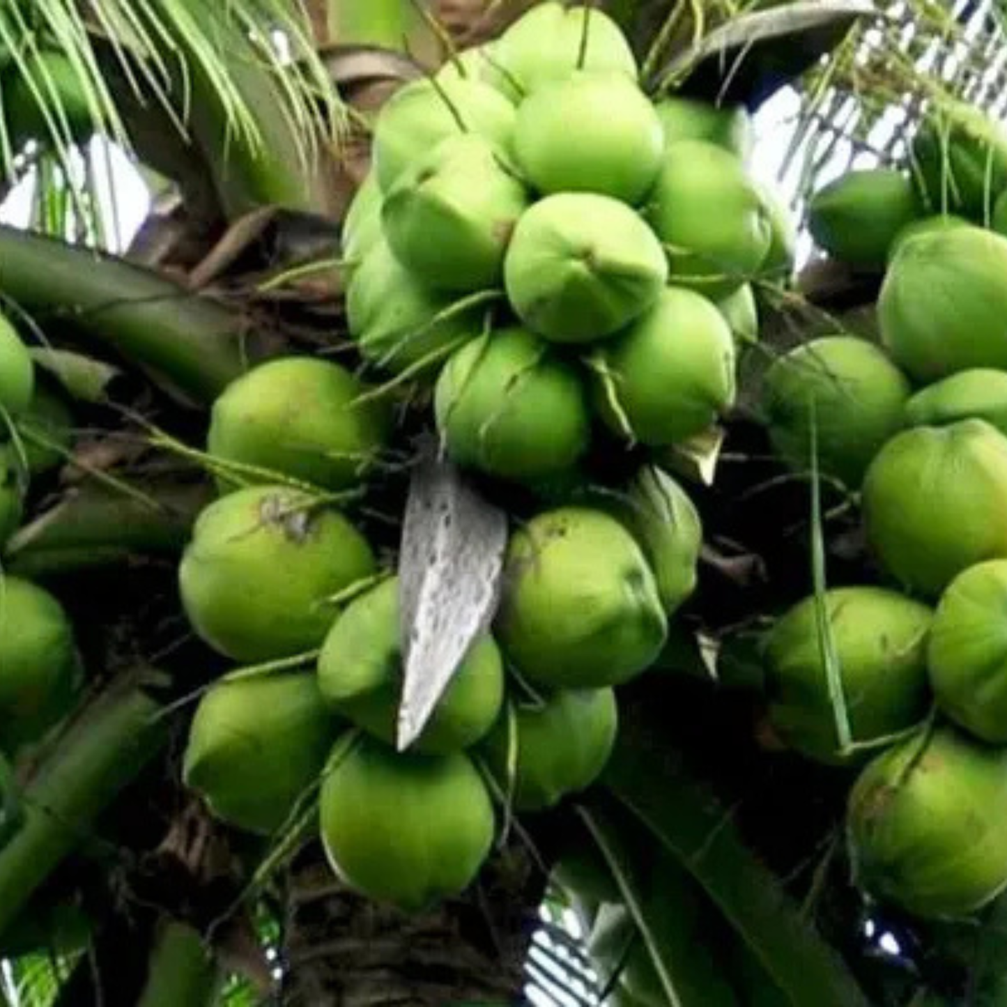 Philippines Coconut Tree Plant
