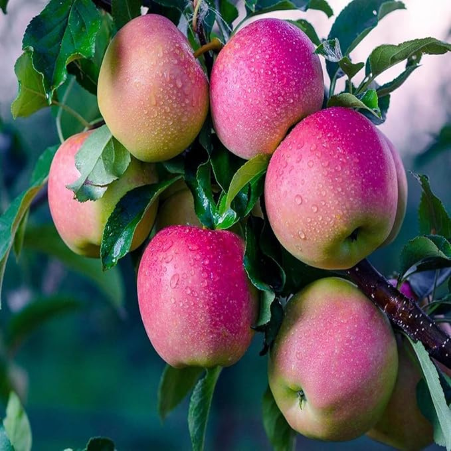 Pink Lady Apple Grafted Live Plant