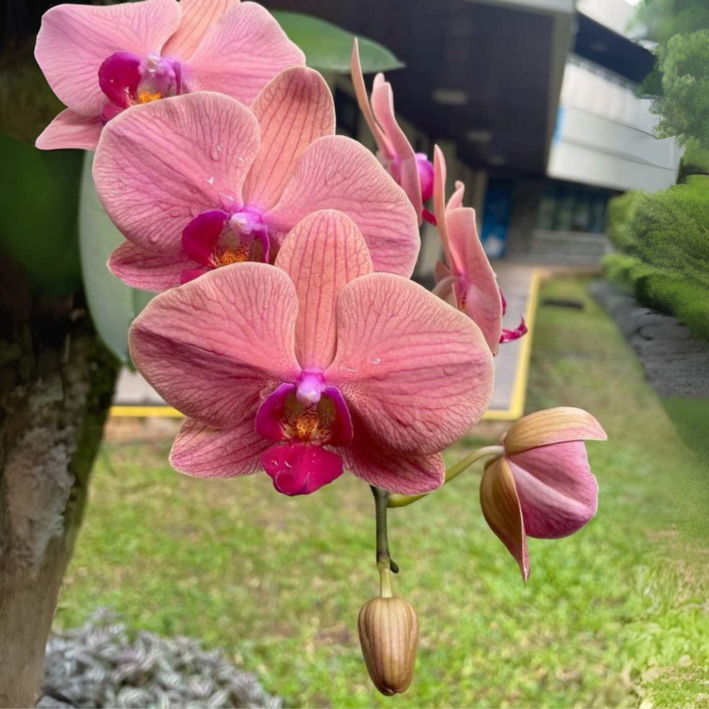 Pink Phalaenopsis Orchid – Elegant Moth Orchid