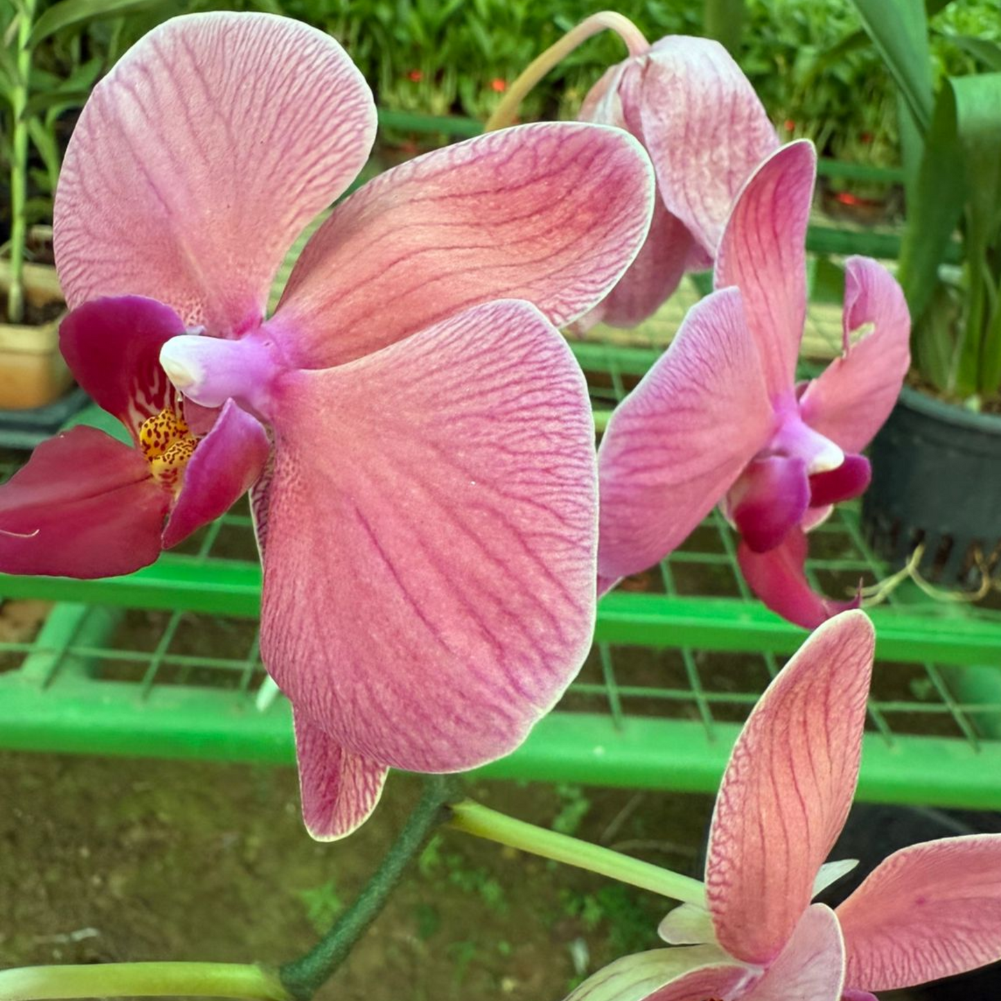 Pink Phalaenopsis Orchid – Elegant Moth Orchid
