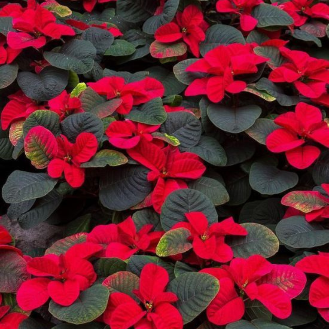 Poinsettia Red Rare & Exotic Flowering Live Plant