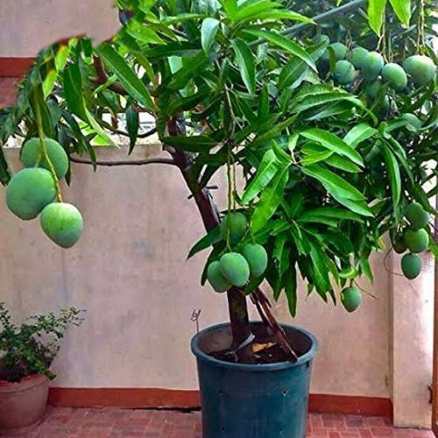 Priyoor Mango Grafted Live Plant