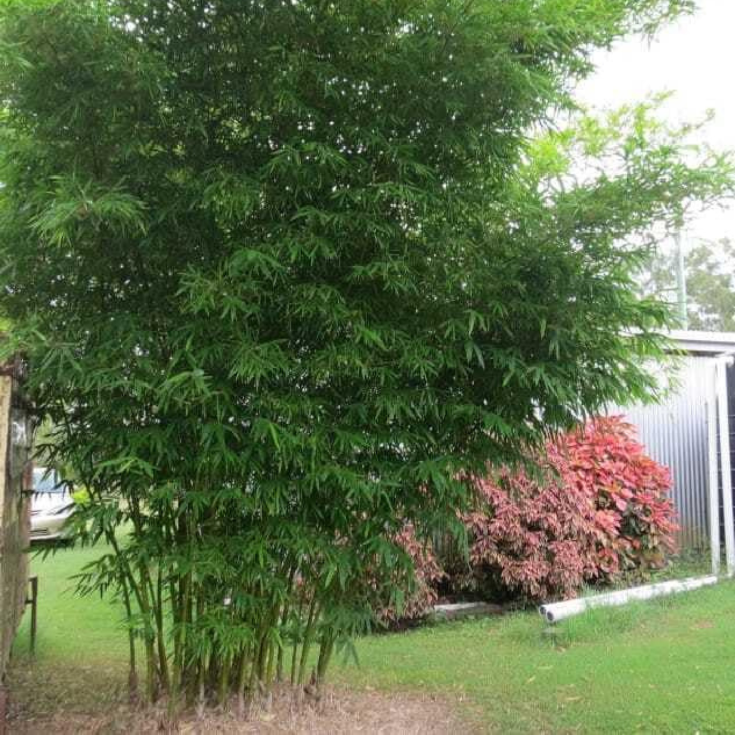 Punarpoosam (Punarvasu) Nakshatra Tree – Moongil (Bamboo) Live Plant