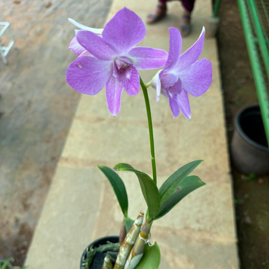 Purple Dendrobium Orchid – Exotic Live Orchid Plant