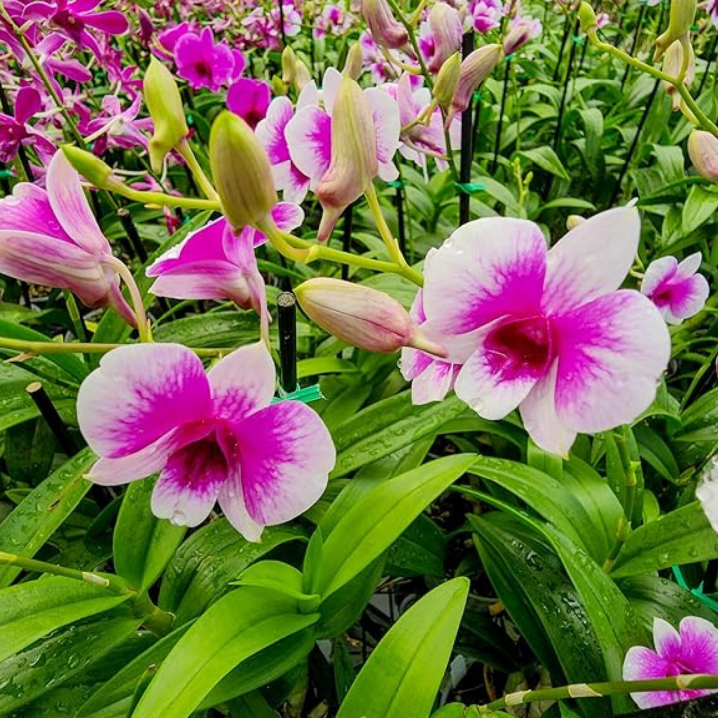 Purple & White Dendrobium Orchid – Exotic Bicolor Live Orchid Plant