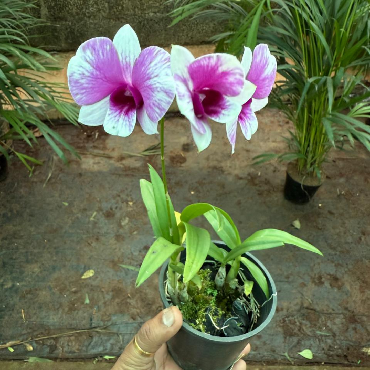 Purple & White Dendrobium Orchid – Exotic Bicolor Live Orchid Plant