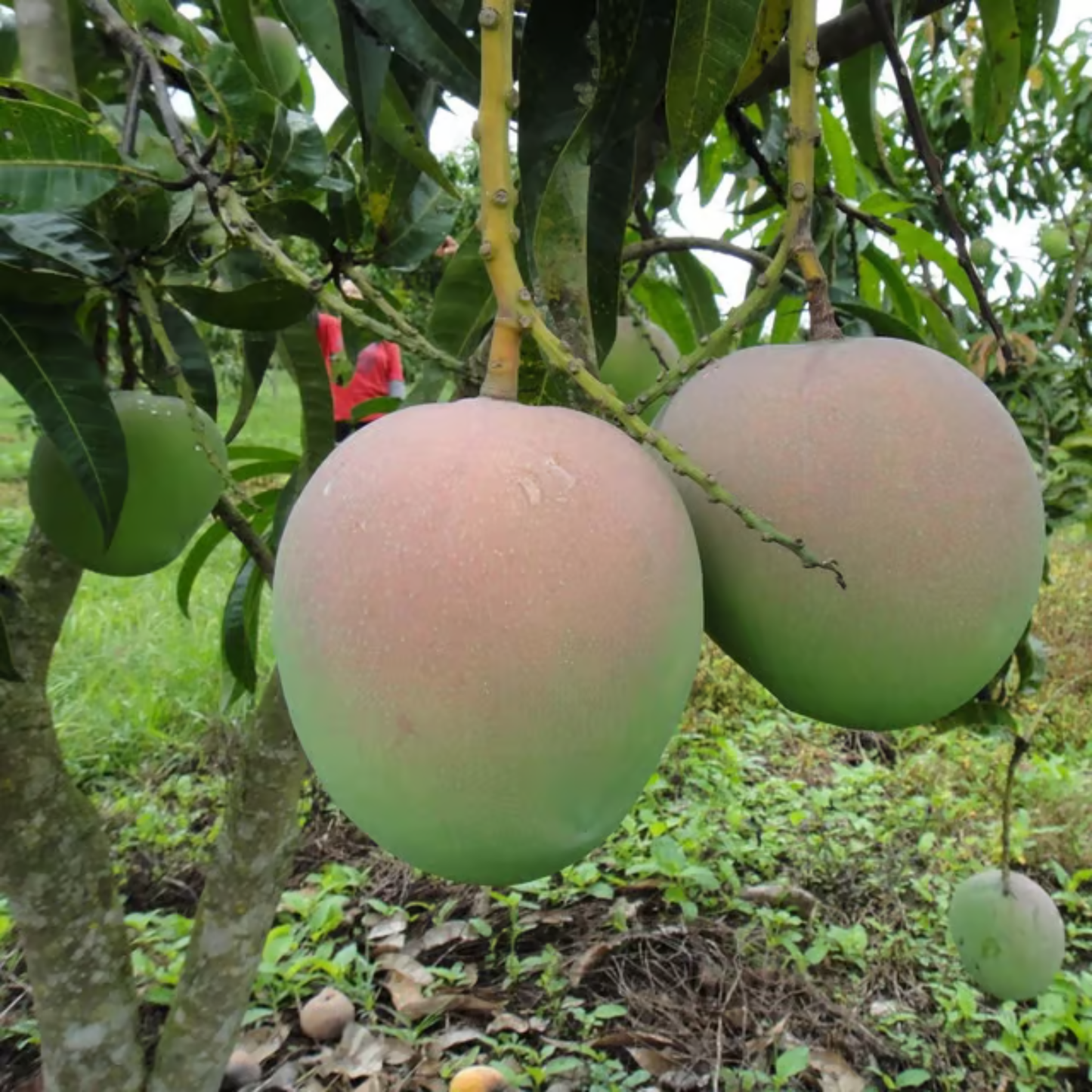 R2E2 Mango Grafted Live Plant β Premium Australian Mango Variety