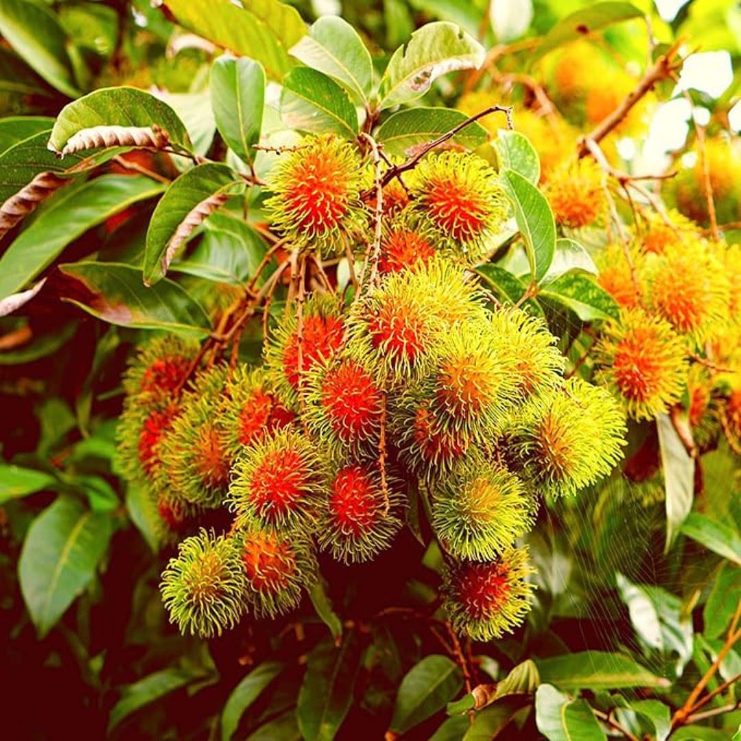 Rambutan School Boy Rare Exotic Fruit Live Plant