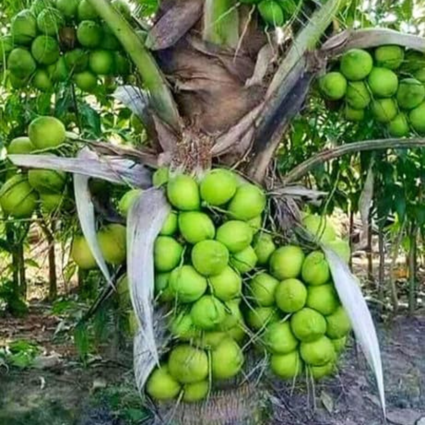 Ramganga Coconut Tree Plant