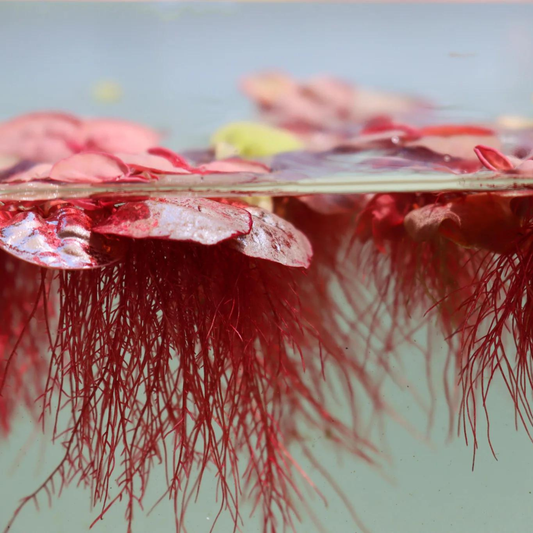 Red Root Floater (Phyllanthus fluitans) Live Plant