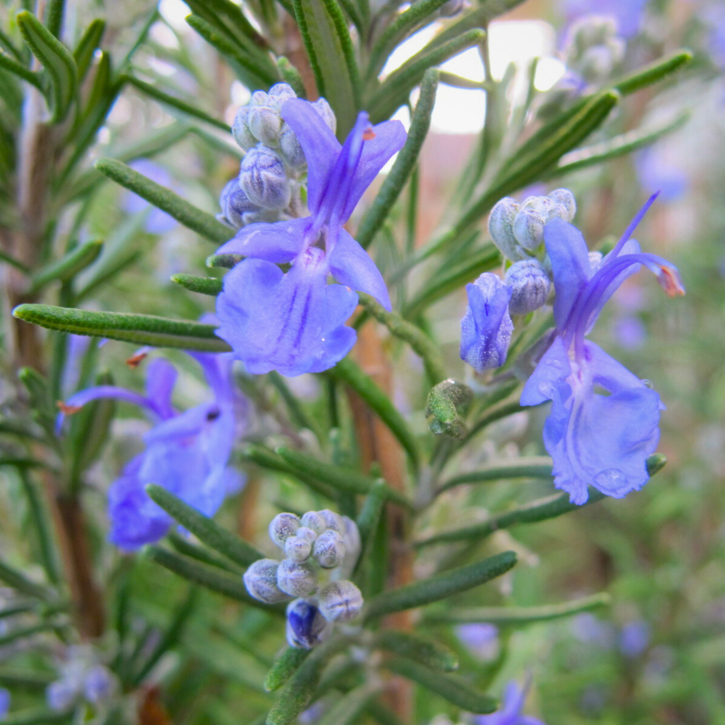 Rosemary (Salvia rosmarinus) Live Plant