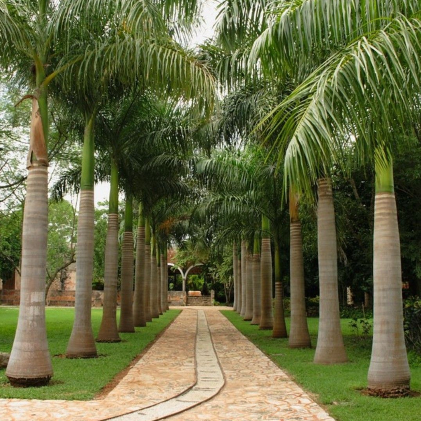 Royal Palm (Roystonea regia) Live Plant