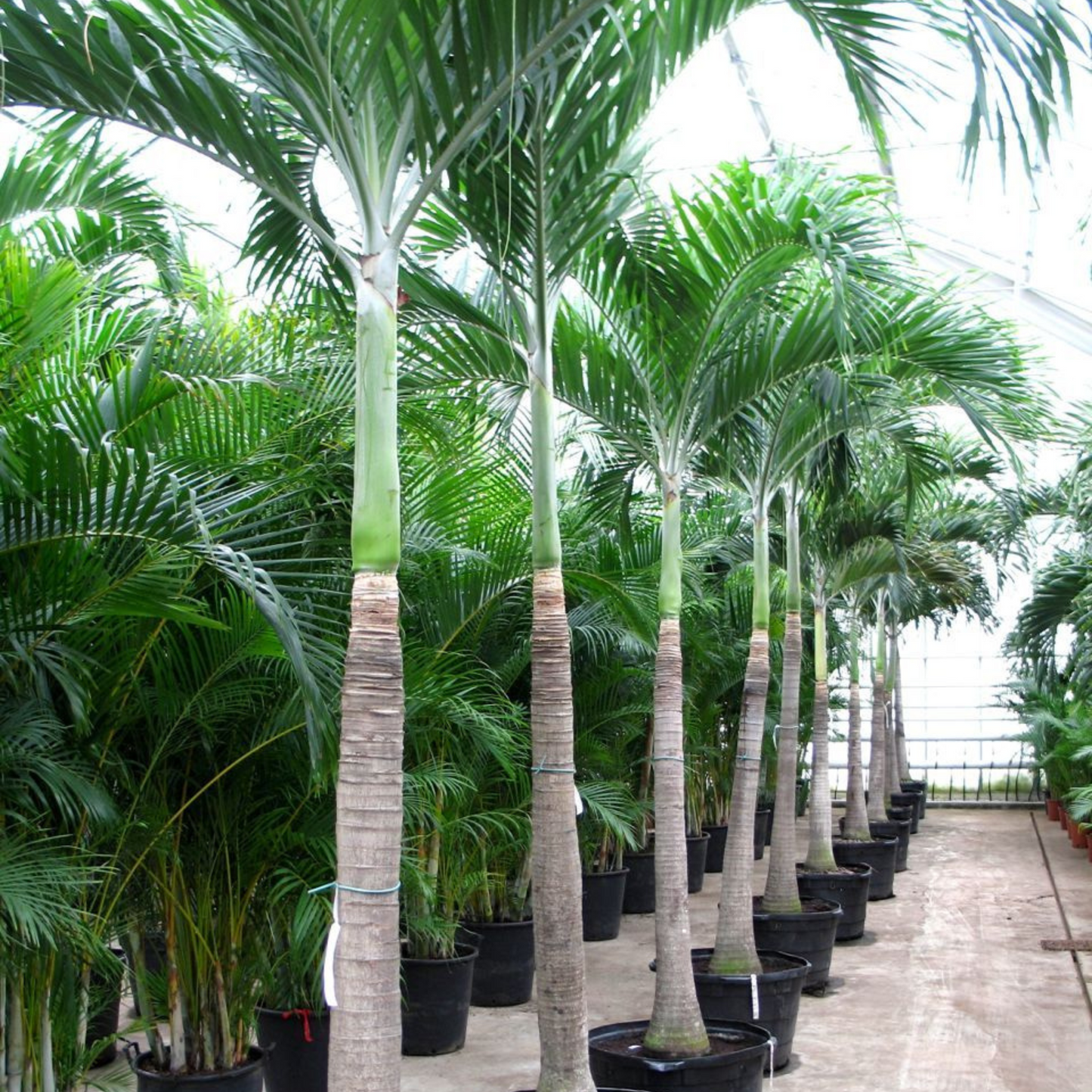 Royal Palm (Roystonea regia) Live Plant