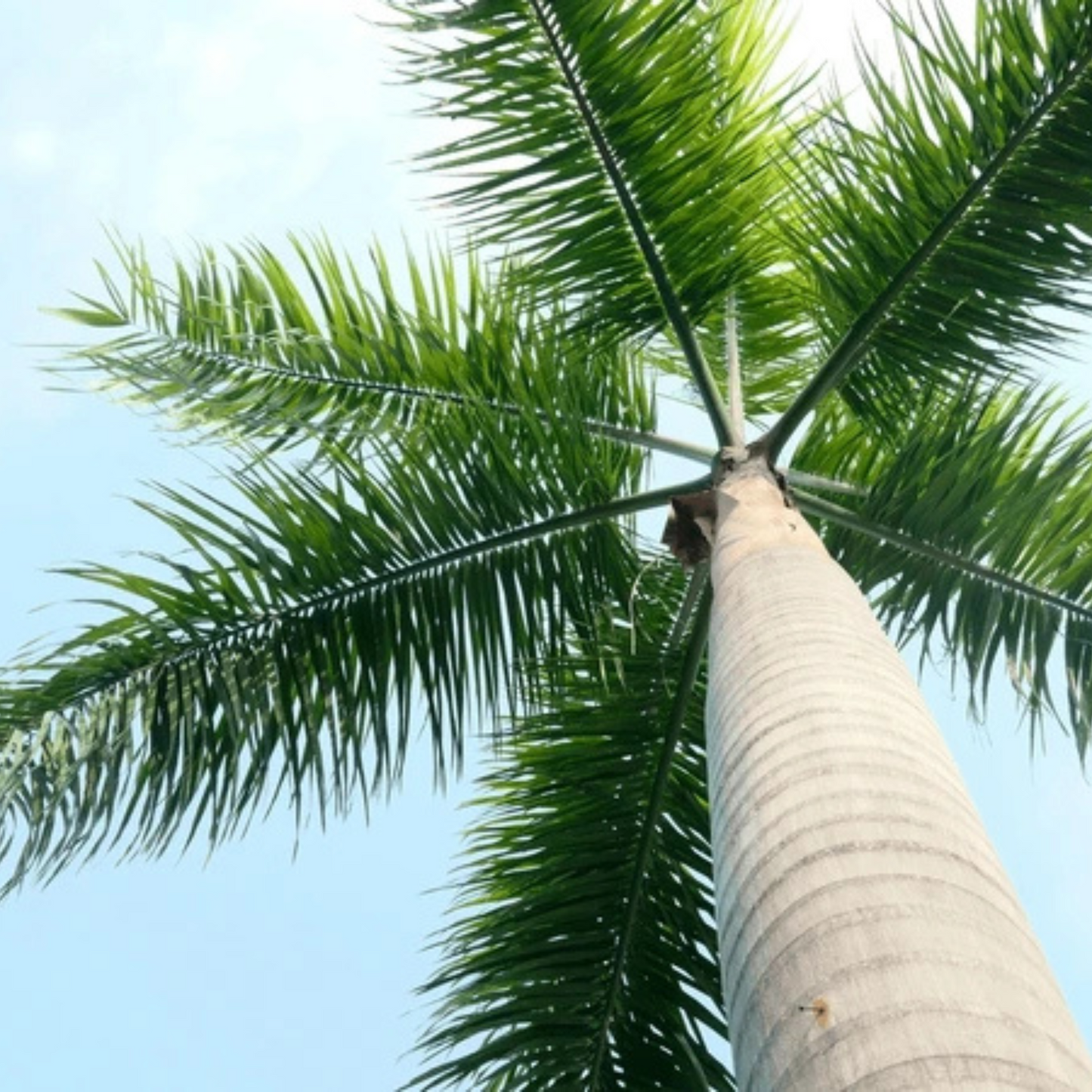 Royal Palm (Roystonea regia) Live Plant