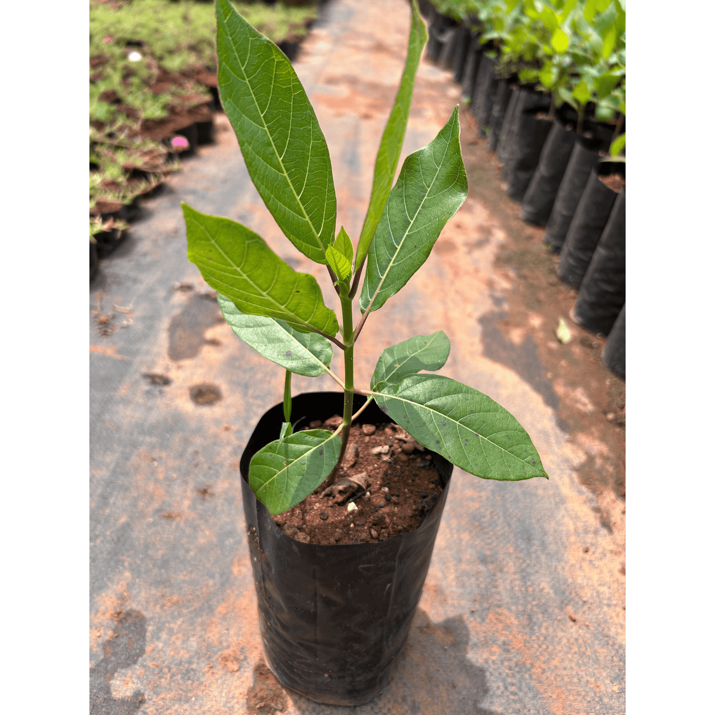 Sea Randa (Guettarda speciosa) Highly Fragrant Flowering Live Plant