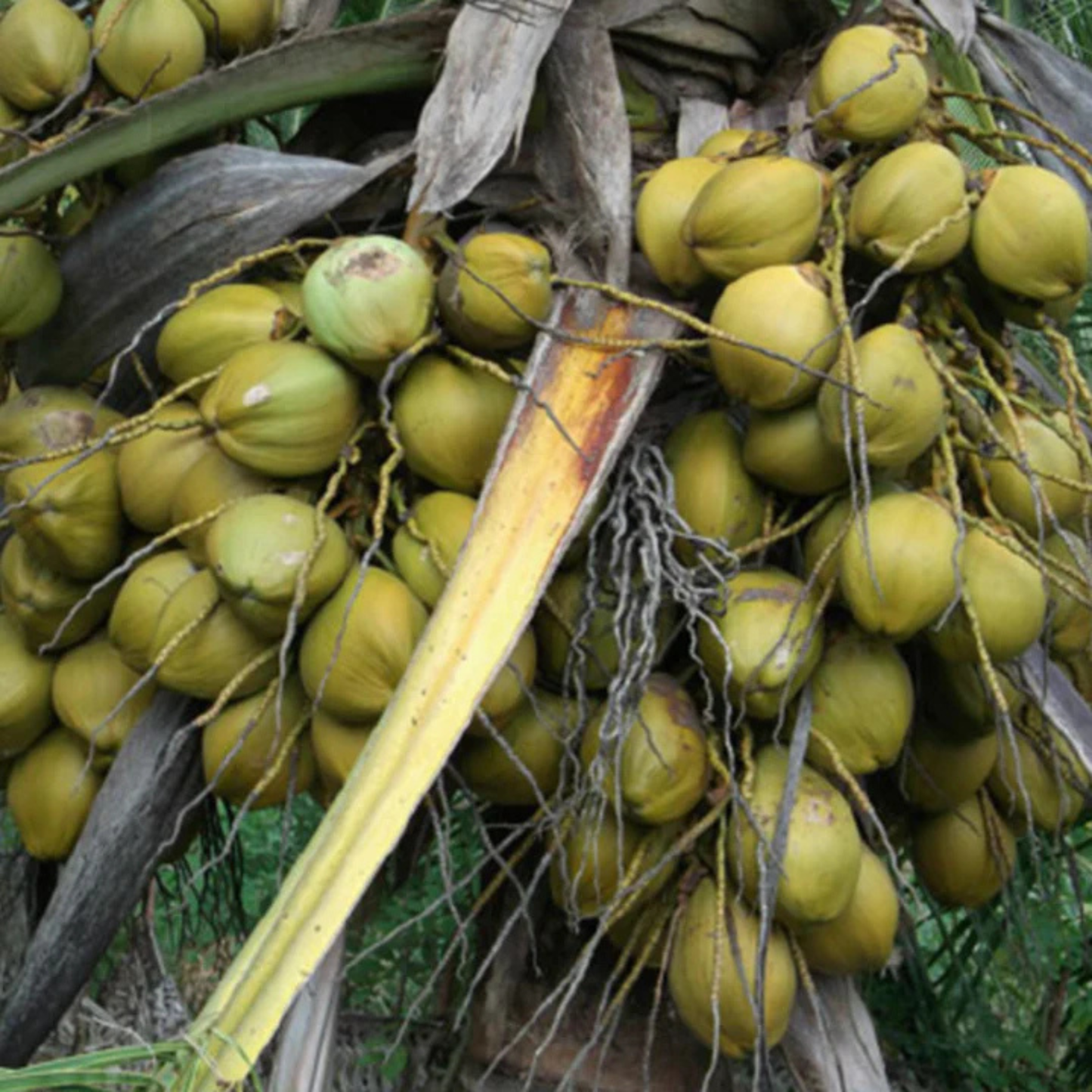 Srilankan Coconut Tree Plant