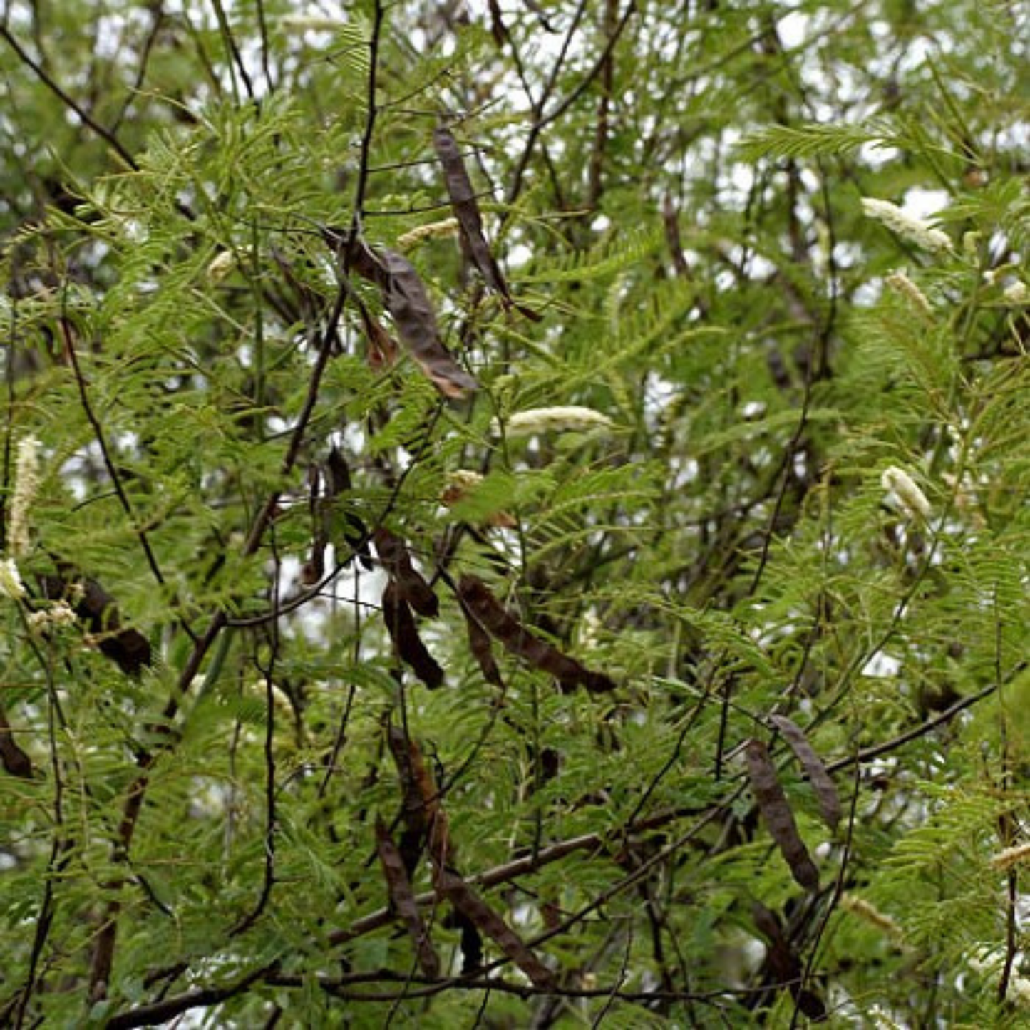 Thiruvathirai (Ardra) Nakshatra Tree – Sengarungali Maram (Red Sanders / Pterocarpus santalinus) Live Plant