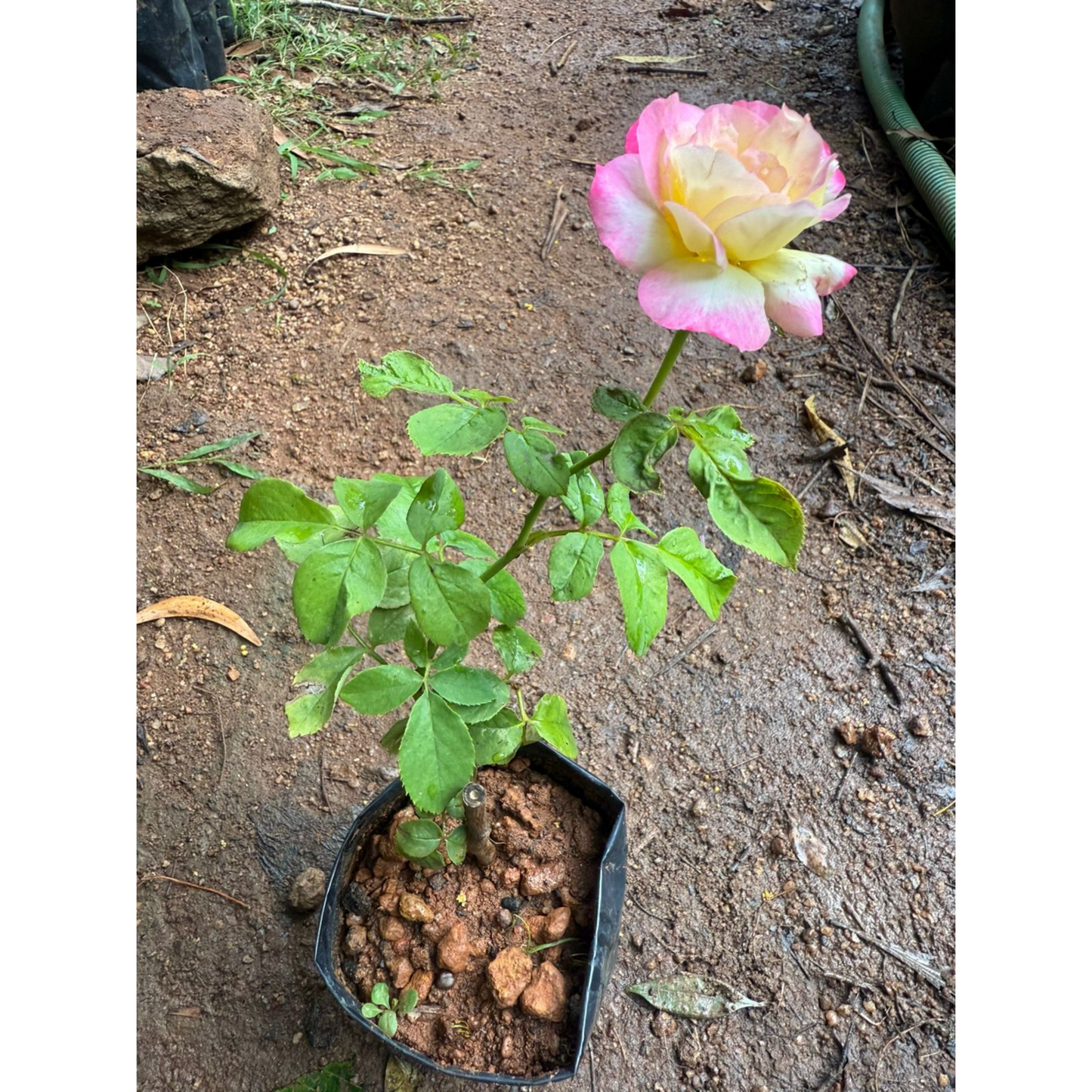 Tricolour Rose Highly Fragrant Rare Live Plant