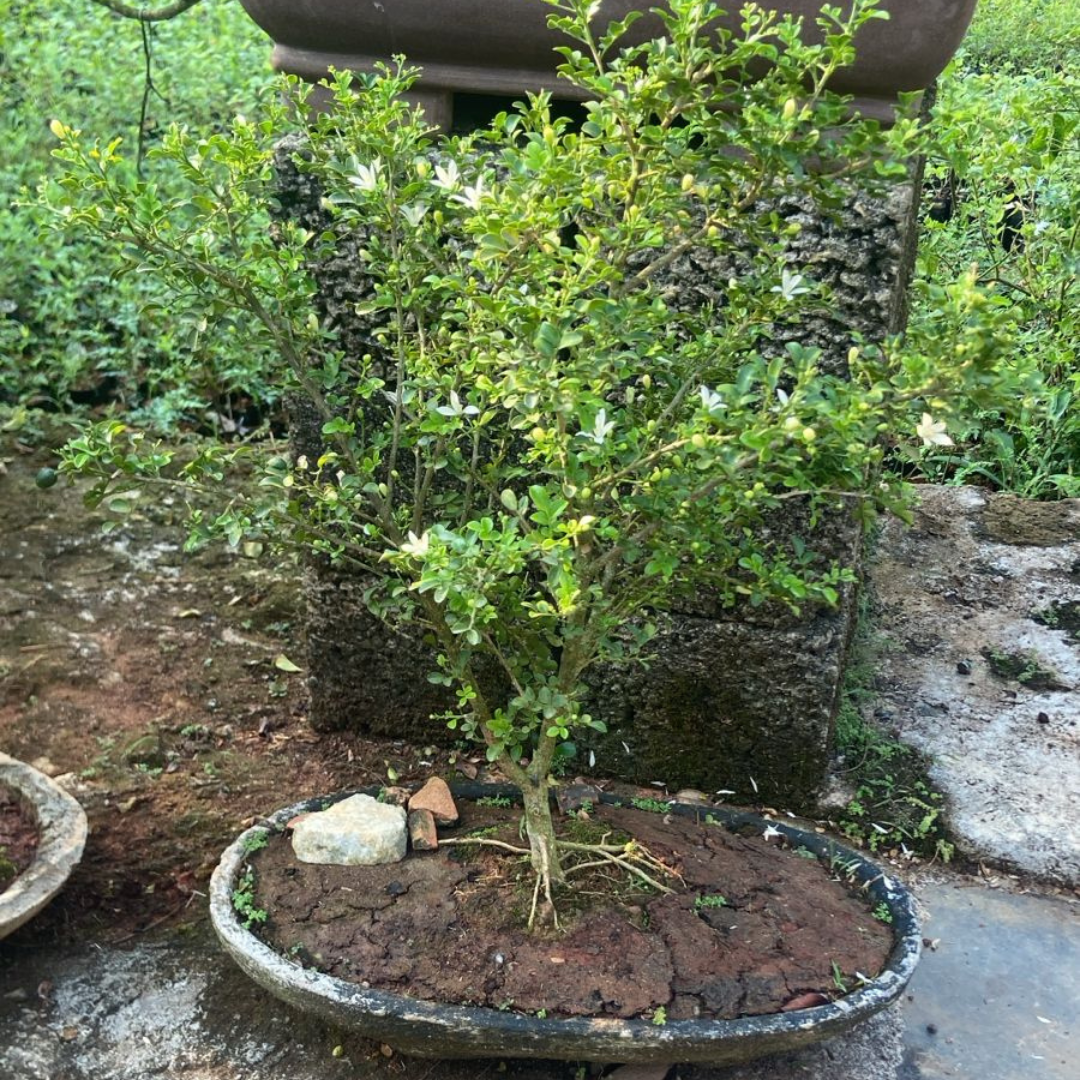 Dwarf Kamini (Muraya Bonsai Tree) Live Flowering Bonsai Plant