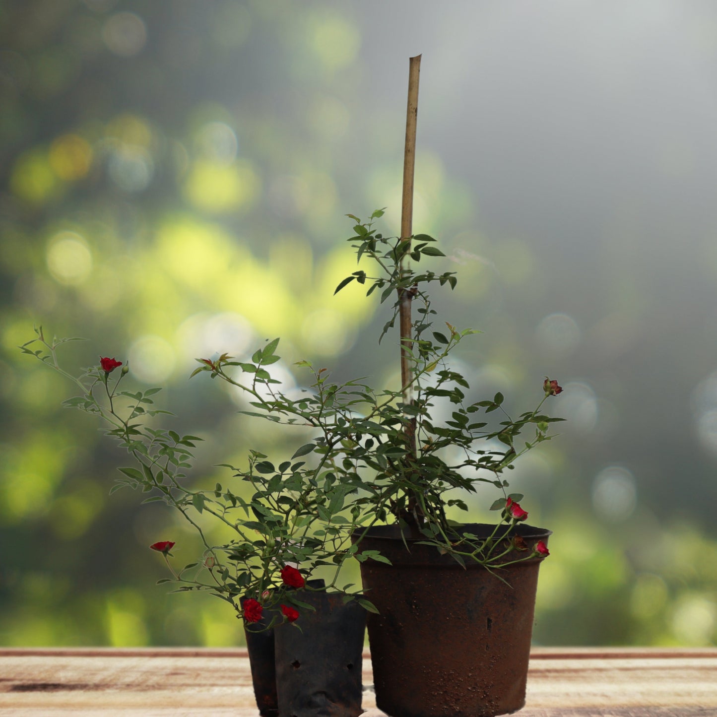 Red Creeper/Climber Rose Live Plant
