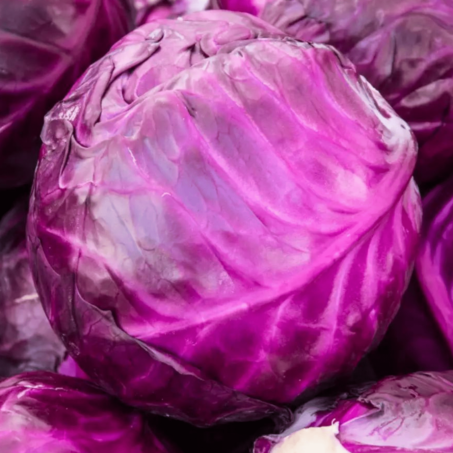 Organic Purple/Violet Cabbage Seeds