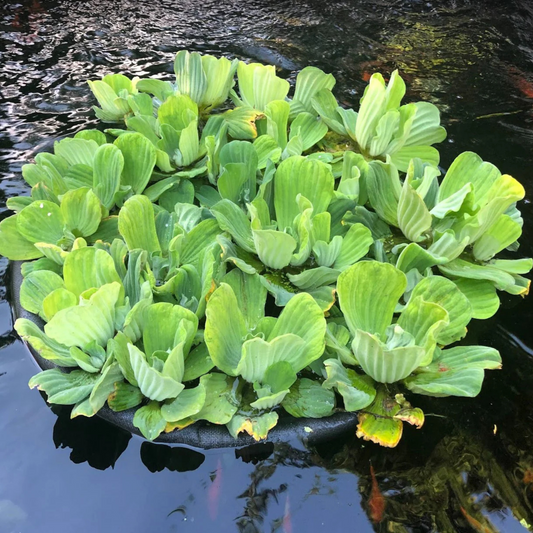 Water Lettuce (Pistia stratiotes) Live Plant - Pack of 2