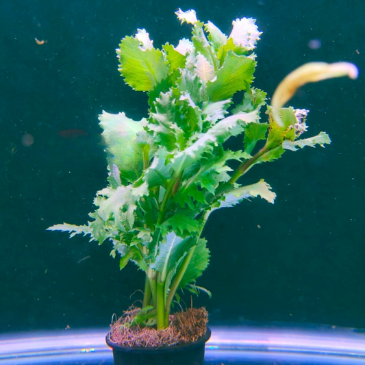 Water Wisteria (Hygrophila difformisa) Aquarium Live Plant