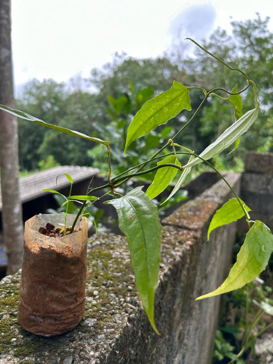 Thunbergia mysorensis Rare Flowering Live Plant