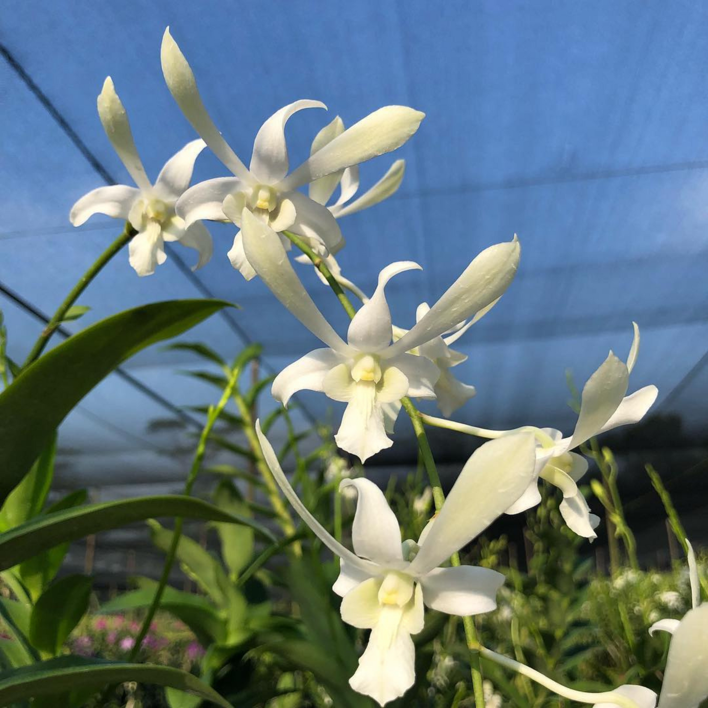 White Dendrobium Orchid – Elegant Pure White Live Orchid Plant
