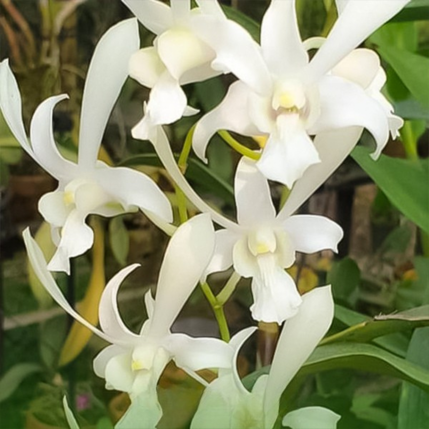 White Dendrobium Orchid – Elegant Pure White Live Orchid Plant