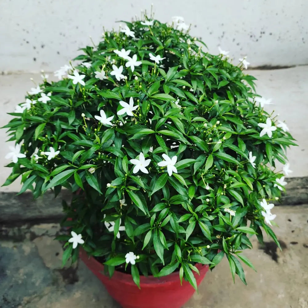 pinwheel flower seeds Dwarf Pinwheel (Mini Nandyarvattam) Fragrant All Time Flowering Live P – Bloomica