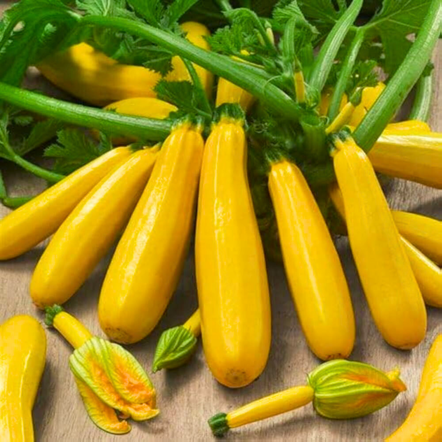 Yellow Squash Seeds - Hybrid