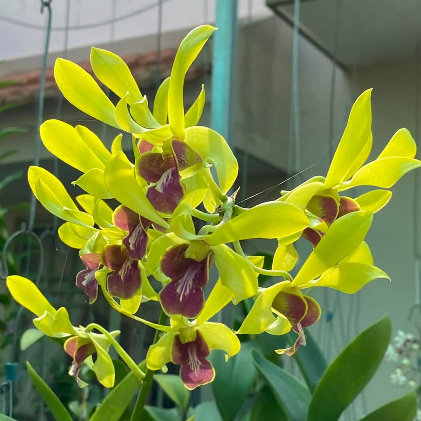 Yellow & Maroon Dendrobium Orchid – Exotic Live Orchid Plant