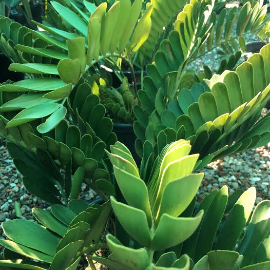 zamia palm plant Cardboard Palm (Zamia furfuracea) Ornamental Live Plant – Bloomica