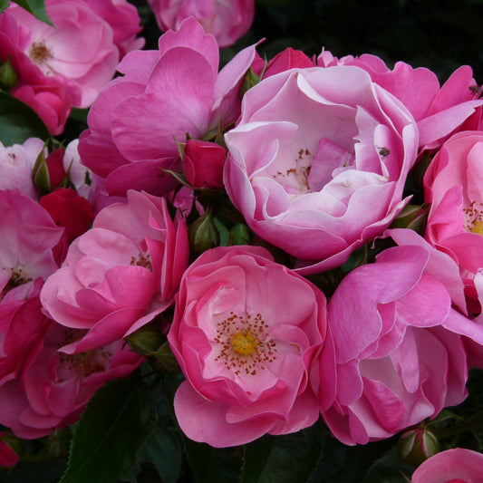 Fragrant Angela Climbing Rose Live Plant